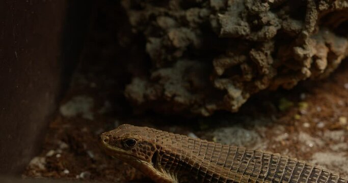 Sudan plated lizard in its habitat in the zoo