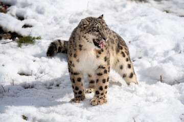 Snow Leopard