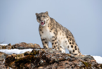 Snow Leopard