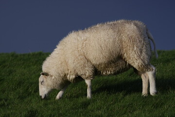 Schaf am Grasen