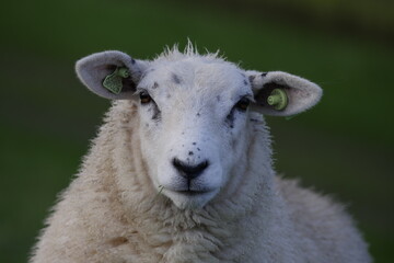Schaf am Grasen