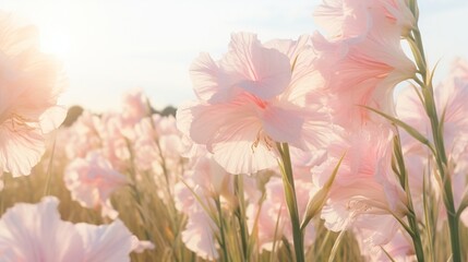 A close-up of a Gossamer Gladiolus field in full bloom, with a gentle breeze causing the flowers to...