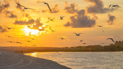 Birds flying at sunset over barra vieja in Acapulco city