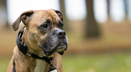 Dog Pet Boxer, Obedient Boxer Pet with Training Collar: A Portrait of Canine Grace.  Photography. 