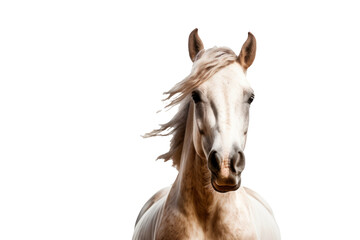Fototapeta premium A mare with a sleek, muscular build, image that looks painted.