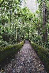 Picturesque paths in the forests of Ecuador on the outskirts of the city of Otavalo.