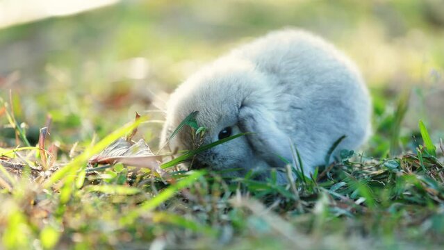 Adorable bunny holland lop eating a fresh grass in the garden
