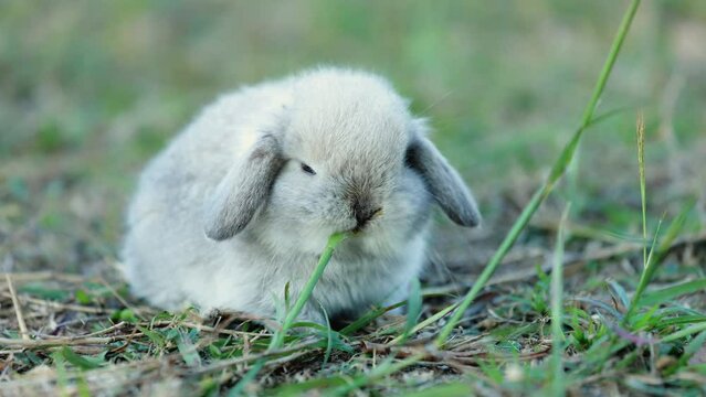 Adorable bunny holland lop eating a fresh grass in the garden