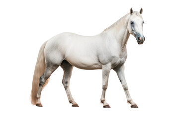 Obraz na płótnie Canvas A mare with a sleek, muscular build, image that looks painted. generative ai