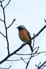 Male Daurian Redstart perching on the tree branch.