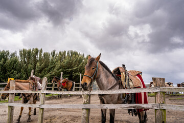 A cute horse stands in a corral on the Pichincha volcano in the city of Quito, Ecuador.