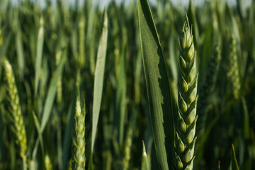 Green wheat field macro nature