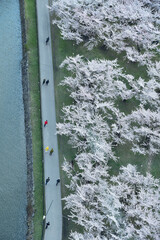 桜の季節の五稜郭公園の風景