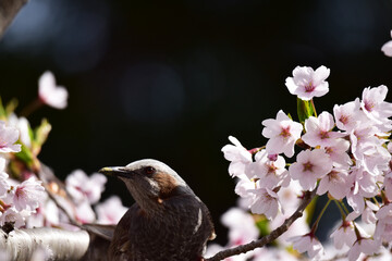 桜にヒヨドリ - obrazy, fototapety, plakaty