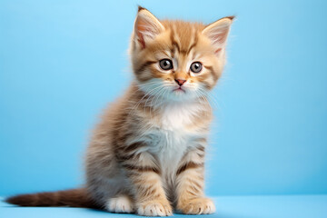 The portrait of a lovely orange  gray  kitten  cat isolated on the blue background shot in the studio, Generative AI.