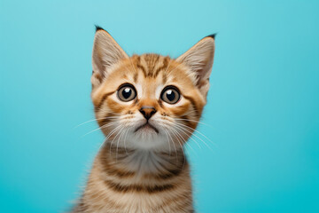 The portrait of a lovely orange  gray  kitten  cat isolated on the blue background shot in the studio, Generative AI.