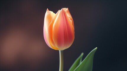 A close-up of a single Twilight Tulip, its delicate details and vibrant colors captured in high resolution