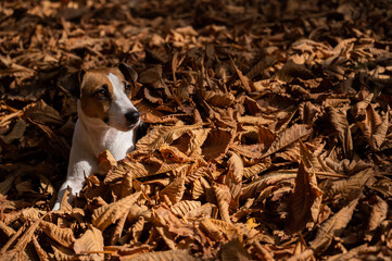 Jack Russell Terrier dog in a pile of yellow fallen leaves. 