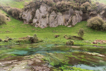Naklejka na ściany i meble Family of paradise shelducks (Tadorna variegata) on the Waihou River at Blue Spring, Waikato region, New Zealand. Crystal clear water, lush green water weed, and a rocky outcrop in the background.