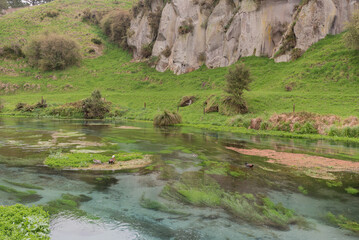 The Waihou River at Blue Spring in the Waikato region of New Zealand. Crystal clear water, lush green water weed, and a rocky outcrop in the background.