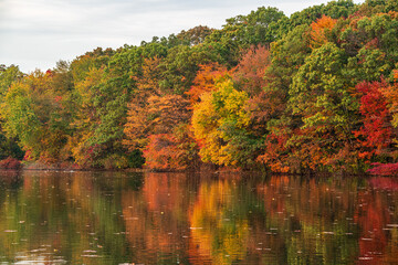 Autumn Trees on the Lake