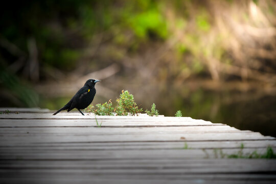bird enjoying the wonderful nature