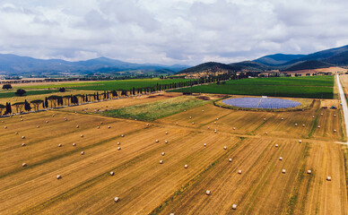 Harvested sheaves of hay scattered on field