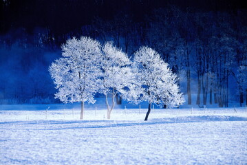 霧氷（更別村） © itoh masako