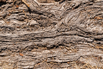 close up of tree bark