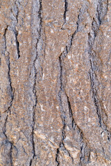close up of tree bark