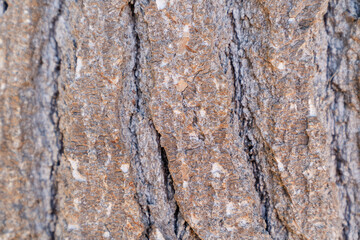 close up of tree bark