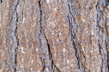 close up of tree bark