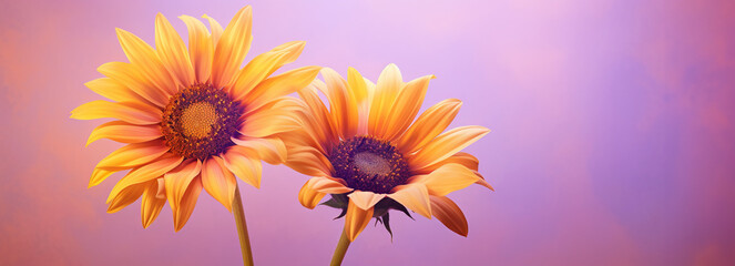 Vibrant sunflowers against a soft purple gradient background.