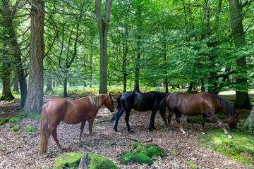 New Forest ponies in Hampshire countryside