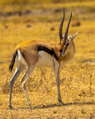 Thompson's Gazelle 