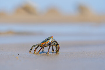 Colorful beach crab on the sands of Mancora, Peru.