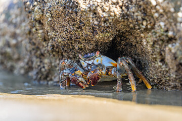 Colorful beach crab on the sands of Mancora, Peru.