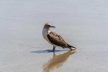 Blue-footed booby on the sand in Mancora, Peru.