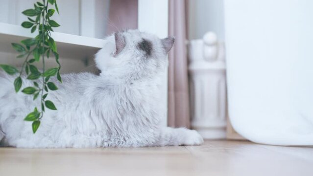 Gray fluffy cat is lazy and lying on the floor in the house. Cute pet lover concept
