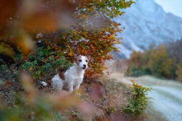 Dog in Nature Setting. White Jack Russell Terrier sits by a river, framed by autumn leaves with a mountain backdrop, evoking feelings of adventure and exploration