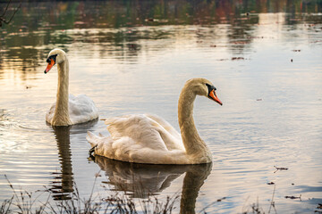 Obraz premium mute swan on the lake in autumn