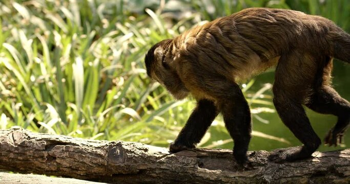 Two Brown Capuchin Monkeys Exploring on Branch
