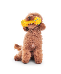 Cute Maltipoo dog playing with toy on white background. Lovely pet - obrazy, fototapety, plakaty