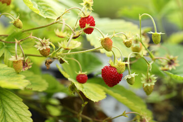 Obraz premium Small wild strawberries growing outdoors. Seasonal berries