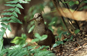 woodcockn(Scolopax rusticola) Beccaccia