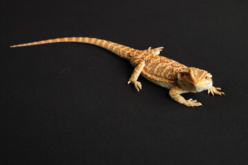 Bearded dragon, pogona vitticeps, isolated on black background, Tiger Pattern Morphs. Professional studio macro photography on isolated black background
