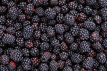 Many tasty ripe blackberries as background, closeup