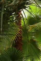 Beautiful palm tree with green leaves outdoors