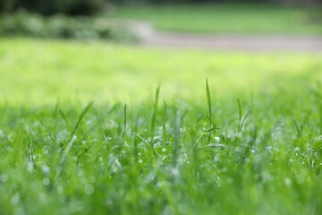 Fresh green grass with water drops growing on meadow in summer, closeup