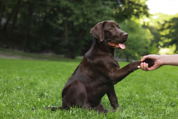 Adorable Labrador Retriever dog giving paw to owner in park, closeup. Space for text